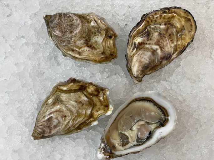 Preview: Irische Austern "Julina" - 12 Stück - No.3